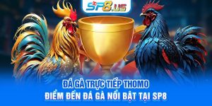 Đá Gà Trực Tiếp Thomo – Điểm Đến Đá Gà Nổi Bật Tại SP8