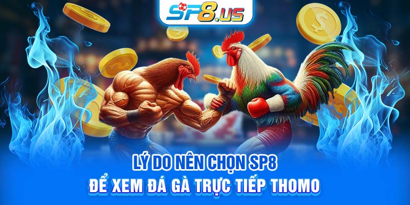 Lý do nên chọn SP8 để xem đá gà trực tiếp Thomo